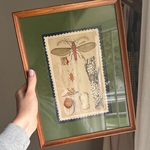 Handmade Framed Insect Illustration Print